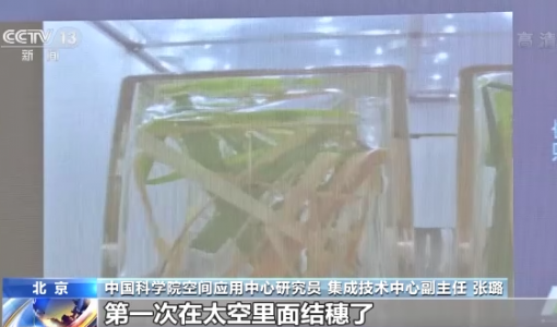 水稻首次在太空结穗！中国空间站已展开多项科学实验