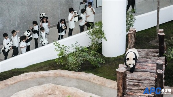 中国大熊猫旅居卡塔尔：成功“预测”日本战胜德国