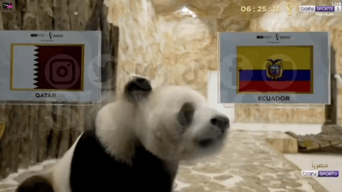 中国大熊猫旅居卡塔尔：成功“预测”日本战胜德国